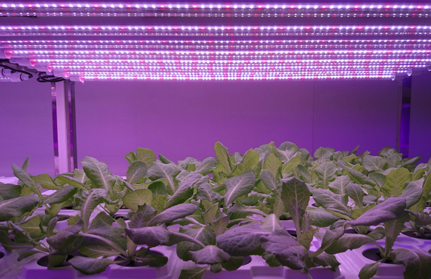 LED landareen argiztapena Txinan aplikatzea
